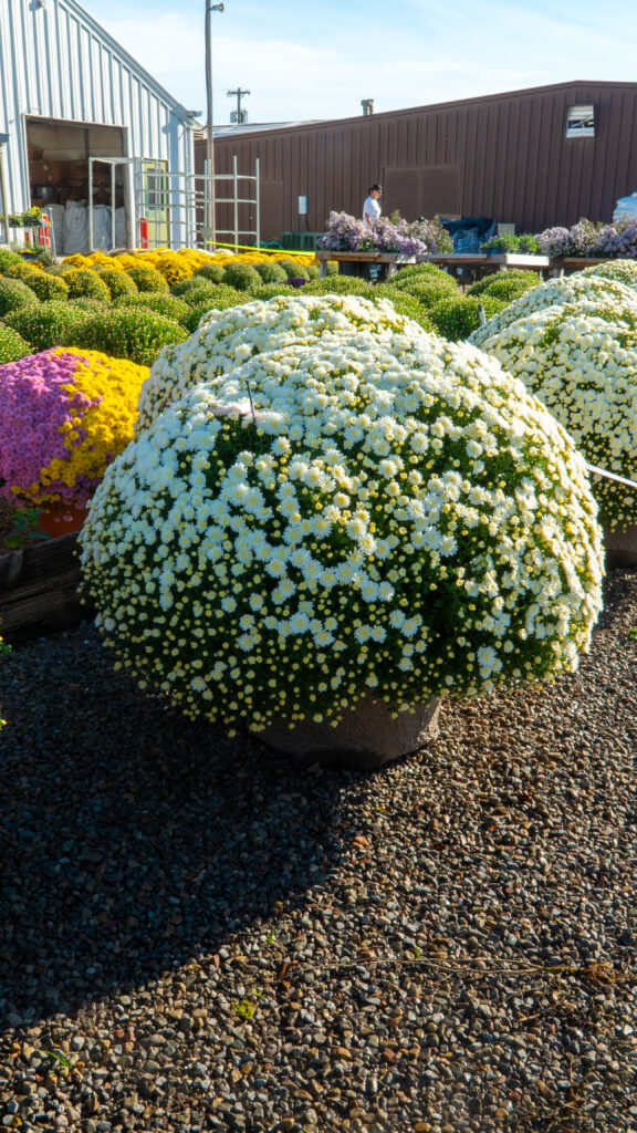 Fall Front Porch Ideas: Decorating with Mums and Pumpkins