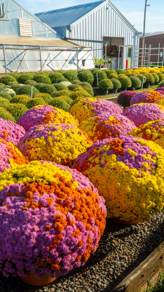 Top 5 Fall Flowers to Brighten Your Landscape