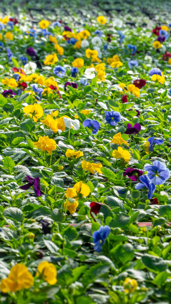 The Ultimate Guide to Pansies: Oklahoma’s Cold-Weather Champions